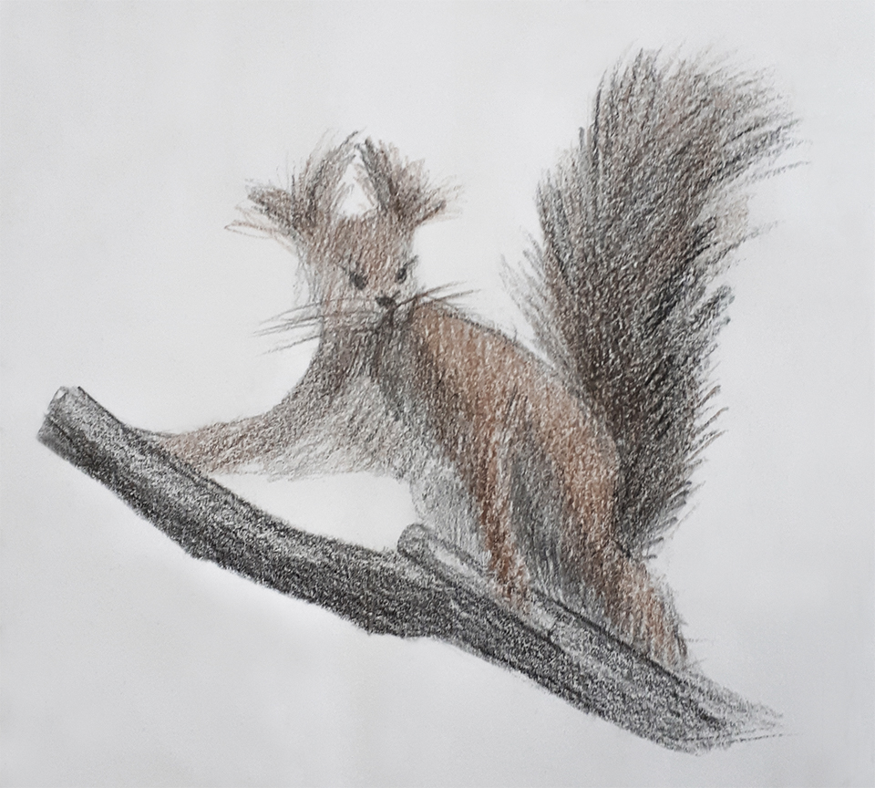 Squirrel, sepia, charcoal, paper, 15x15 cm, 2013