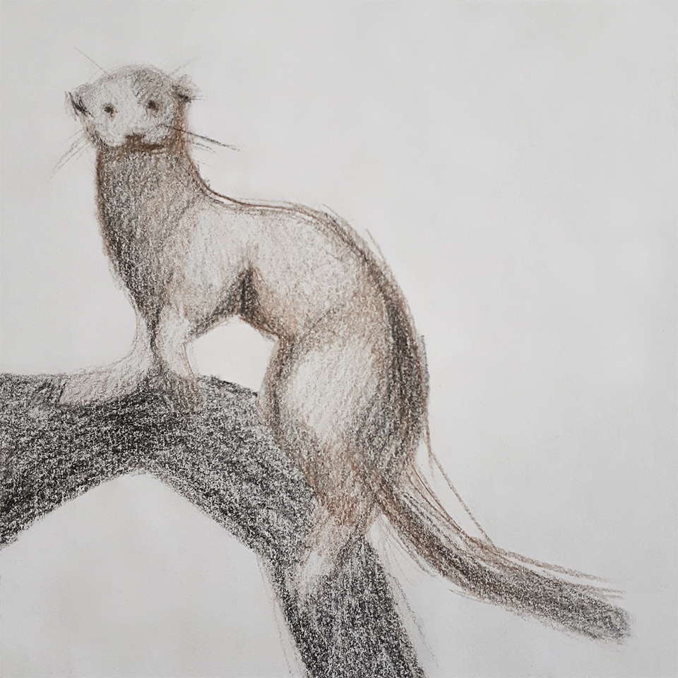 Weasel, sepia, charcoal, 15x15 cm, 2013